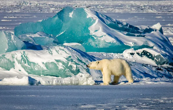 Winter, light, snow, blue, shore, ice, glacier, bear