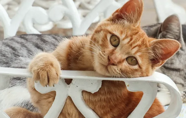 Cat, cat, look, red, muzzle, cat