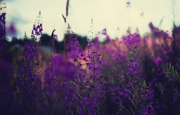 Picture field, flowers, stems, lavender