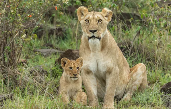 Picture look, nature, foliage, two, Leo, baby, pair, sitting