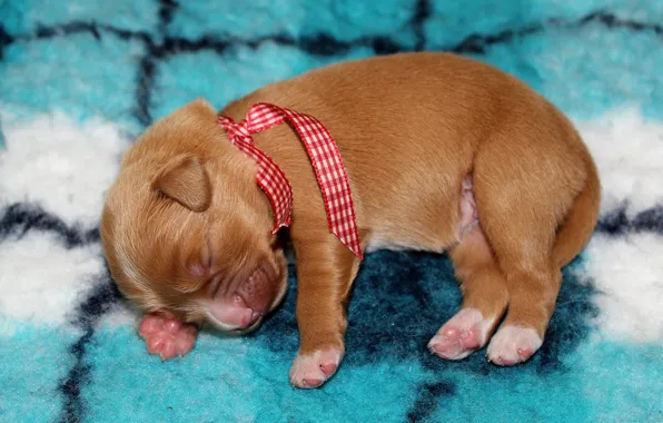 Small, baby, sleeping, puppy, Retriever