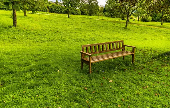 Nature, Grass, Trees, Park, Shop