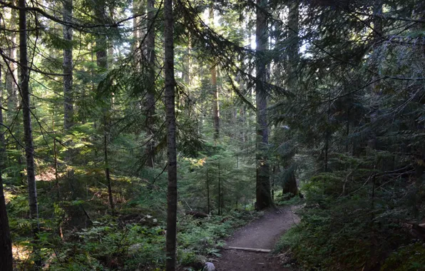 Picture forest, trees, nature, USA, path, National Park mount Rainier