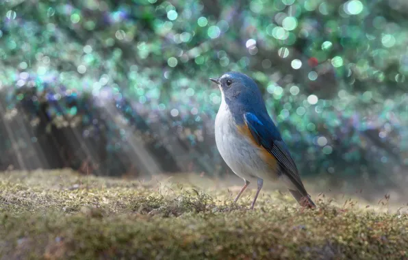 Light, glare, bird, glade, treatment, bird, blue, bokeh