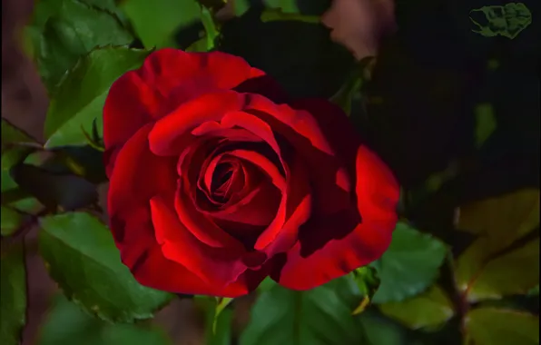 Picture Bokeh, Bokeh, Red rose, Red rose