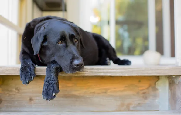 House, each, dog
