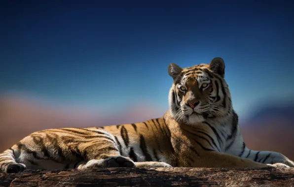 Look, tiger, predator, color
