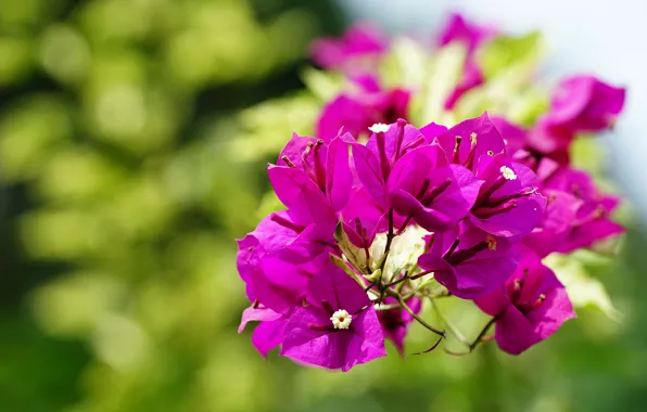 Leaves, flowers, bright, branch, pink, flowering, lilac, bokeh