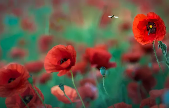 Summer, flowers, bee, Maki, blur, red, bokeh