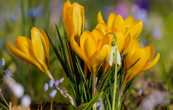 Macro, flowers, spring, yellow, snowdrops, crocuses, bokeh