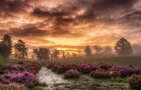 Field, summer, clouds, trees, sunset, flowers, clouds, fog