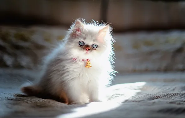 Picture Animals, Persian, White kitten