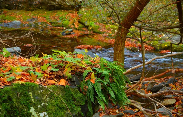 Picture Autumn, Stream, Fall, Foliage, Autumn, Colors, Leaves