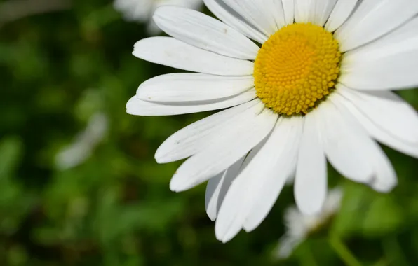 Picture greens, white, flower, yellow, Daisy