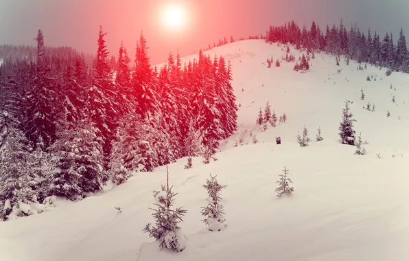Winter, forest, the sun, snow, trees, sunset, hills