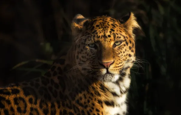 Picture look, face, light, green, background, leopard, wild cat