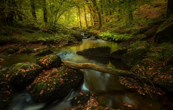 Autumn, forest, leaves, light, trees, branches, nature, stream