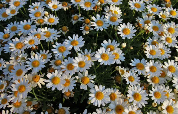 Picture summer, flowers, mood, chamomile
