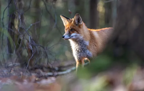 Picture forest, look, light, trees, branches, nature, Fox, red