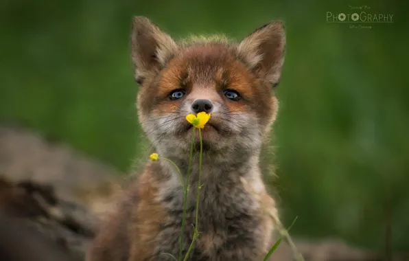 Picture blurred background, Fox, Buttercup