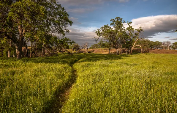Road, field, summer
