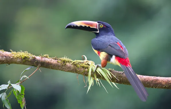 Leaves, bird, branch, Toucan, green background
