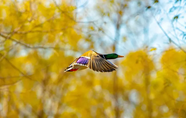 Picture duck, Drake, background, flight, bird, autumn