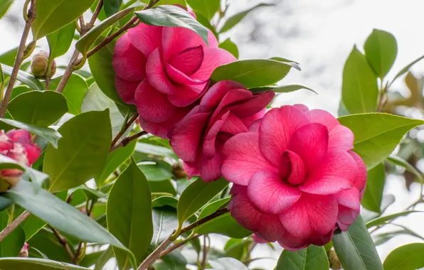 Leaves, flowers, Camellia