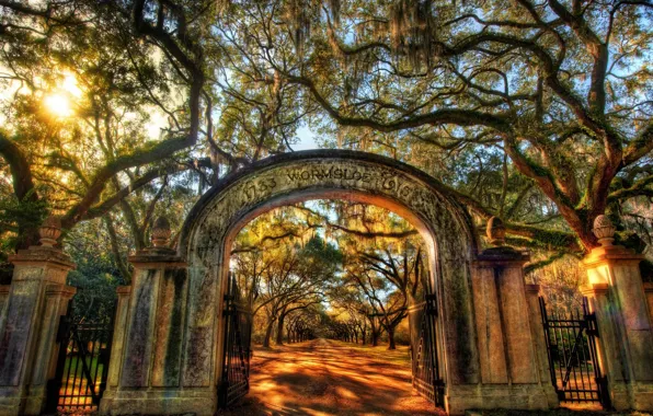The sun, Trees, Park, Alley, Wormsloe