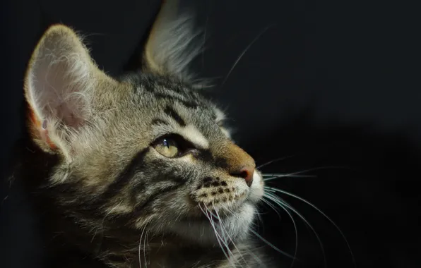 Picture cat, animal, Maine Coon