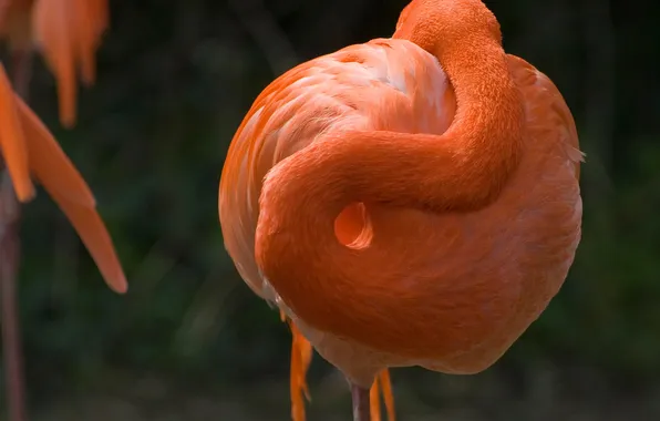 Picture bending, Flamingo, neck