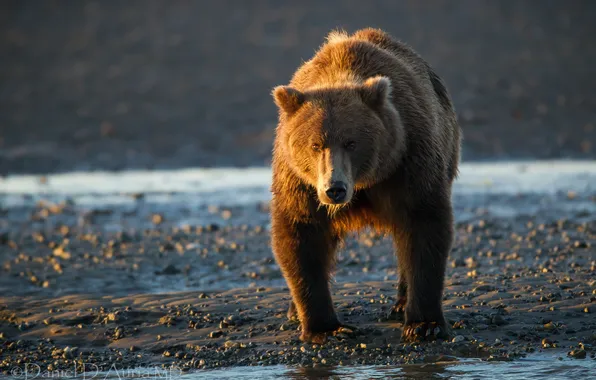 Water, bear, the Bruins
