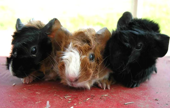 Picture black, seeds, brown, Guinea pigs
