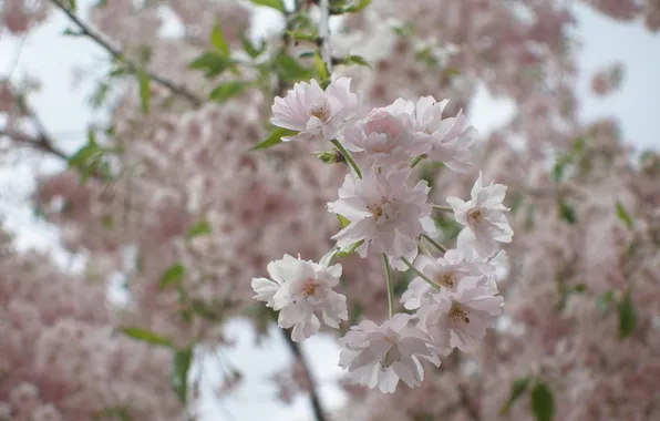 Macro, flowers, tenderness, branch, spring, blur, Sakura, pink