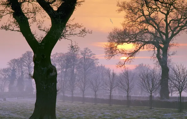 Trees, dawn, bird, morning, freezing