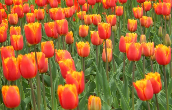 Picture flowers, widescreen, Wallpaper, tulips, wallpaper, widescreen, background, the Wallpapers