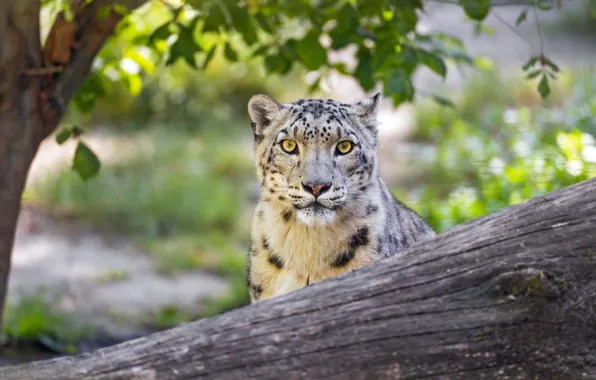 Picture look, face, trees, foliage, IRBIS, snow leopard, log