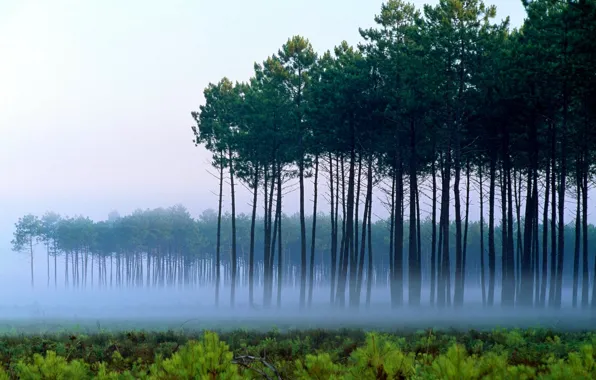 Picture forest, trees, nature, fog