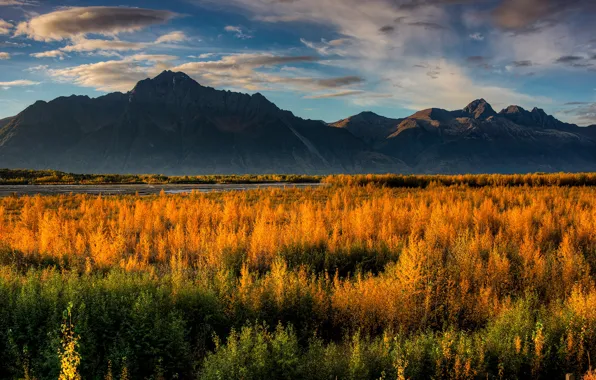 Autumn, forest, clouds, light, trees, mountains, view, yellow