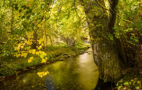 Autumn, forest, leaves, trees, river, stream
