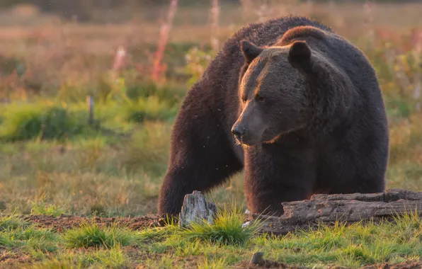 Bear, beast, the Bruins