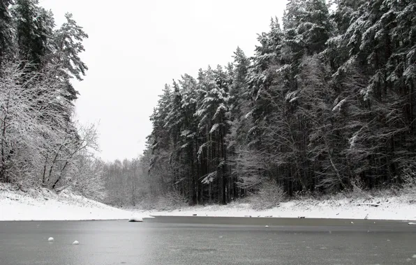 Winter, forest, snow, nature, pond, pine