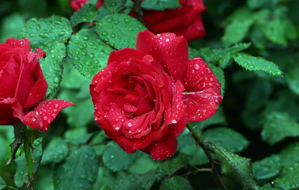 Rain, Red rose, Drops, Raindrops, Red rose