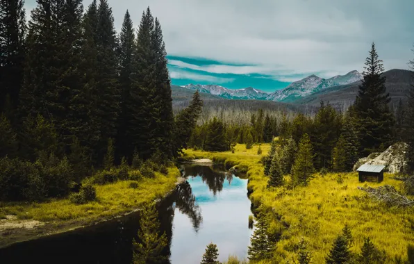 Forest, freedom, trees, mountains, green grass, space, space, river
