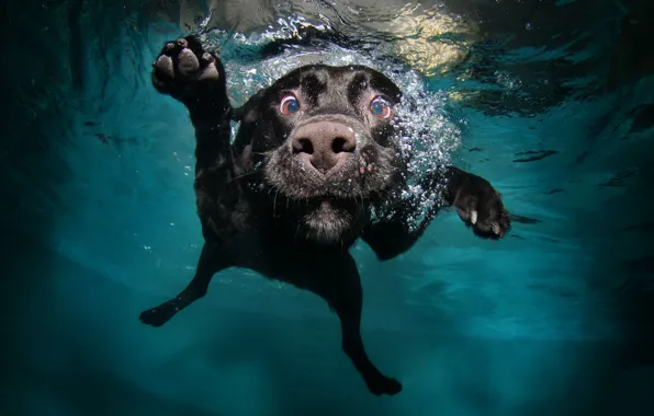 Face, water, dog, paws, black, in the water, floats