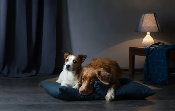 Dogs, look, light, pose, comfort, house, room, together