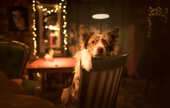 Look, comfort, each, home, dog