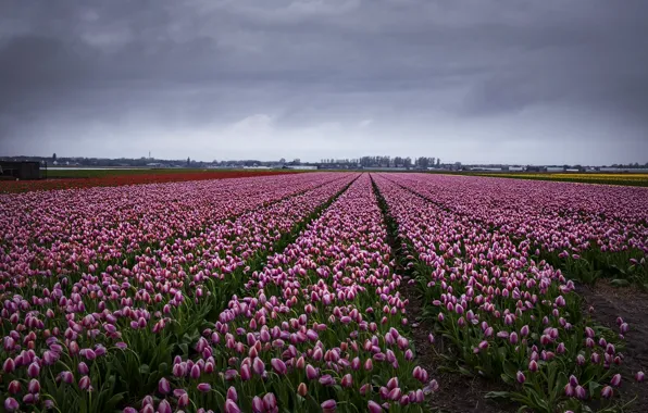 Field, the sky, clouds, flowers, clouds, overcast, spring, dal