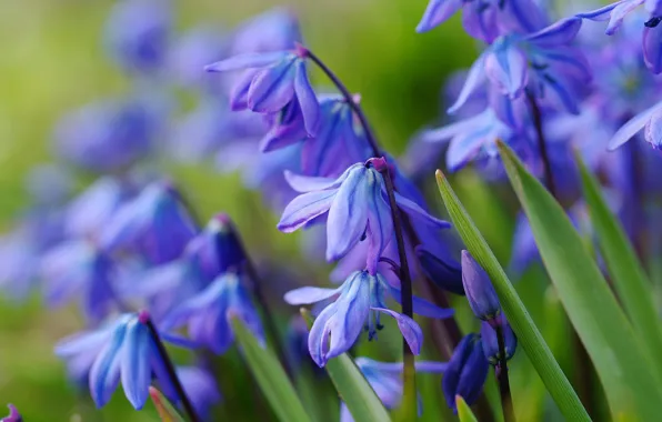 Blue, spring, primrose