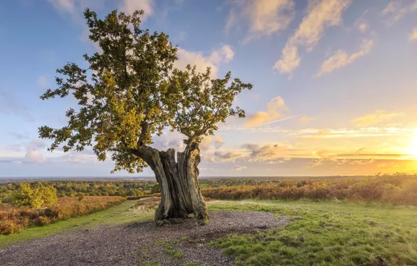 Picture trees, sunset, nature
